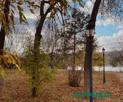 Саратовская область планирует восстановление лесополос для защиты сельхозугодий