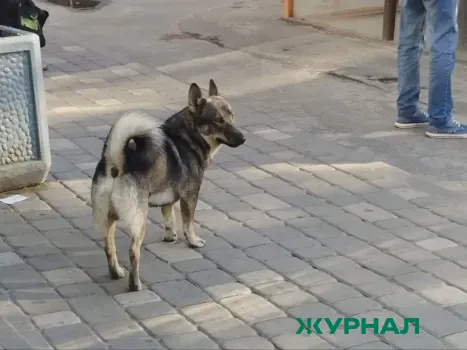 Собак из СНТ &laquo;Энтузиаст&raquo; в Энгельсском районе забирают в приют после уголовного дела