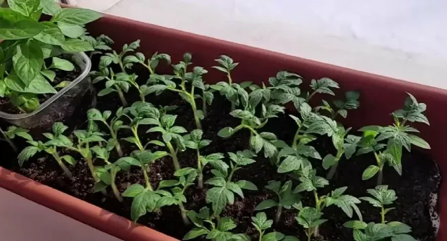 Подкормка для рассады: 3 простых ингредиента для быстрого роста сеянцев