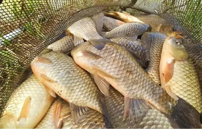 Как привлечь карася на рыбалке: секреты прикормки и приманки для успешного улова