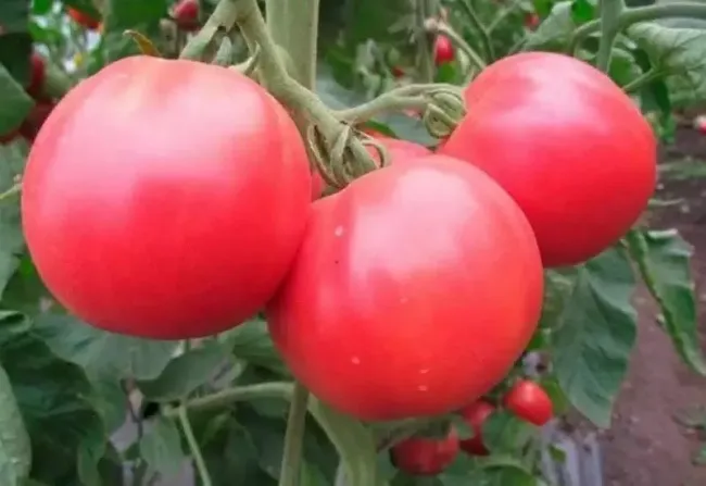 Ранние помидоры: как вырастить &laquo;Розовое чудо&raquo; за 82 дня для салатов и консервации