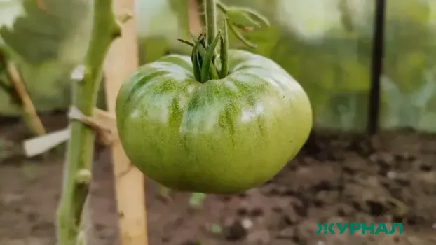 Томат &laquo;Пудовик&raquo;: крупные, сладкие помидоры для свежих салатов и заготовок