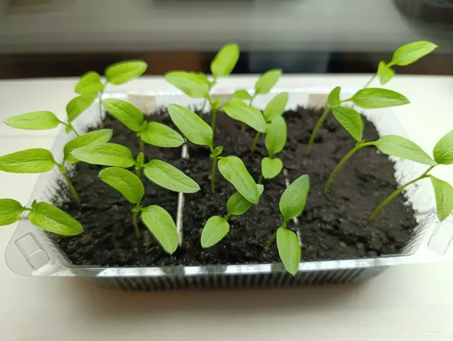 Четыре раствора для крепкой рассады: как защитить сеянцы и улучшить их рост