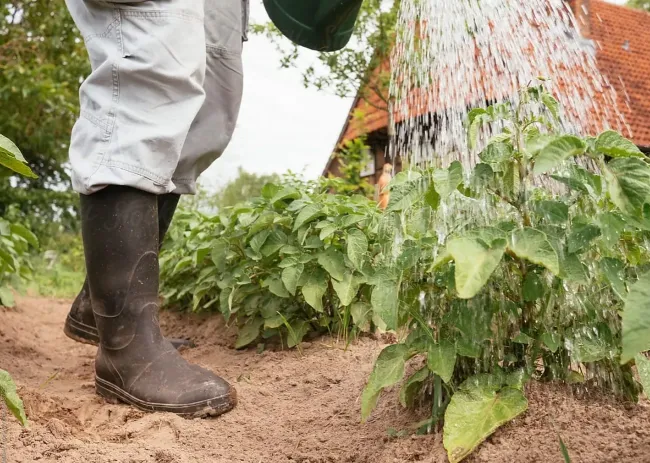Правильный полив картофеля: как получить крупный урожай без лишней воды