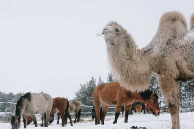 В Лысогорском районе проверили здоровье лошадей и верблюда