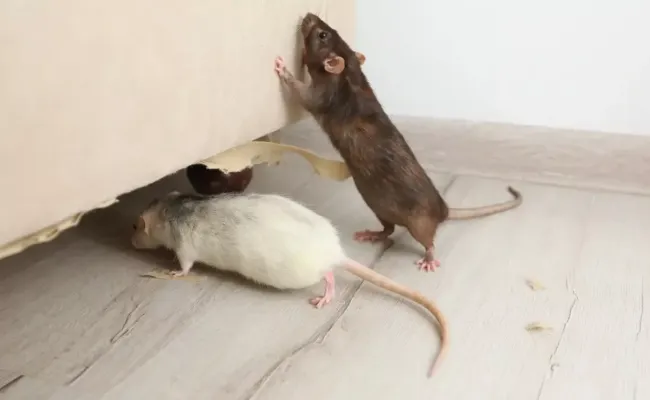 Эфирное масло гвоздики: простой способ избавиться от мышей без ядов