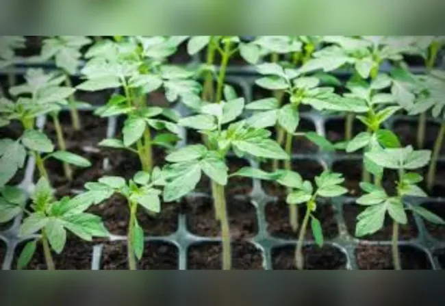 Как вырастить крепкую рассаду томатов: три простых совета от эксперта