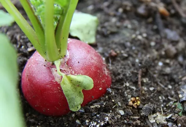 Как вырастить крупный и сладкий редис с помощью яичной скорлупы и дрожжей