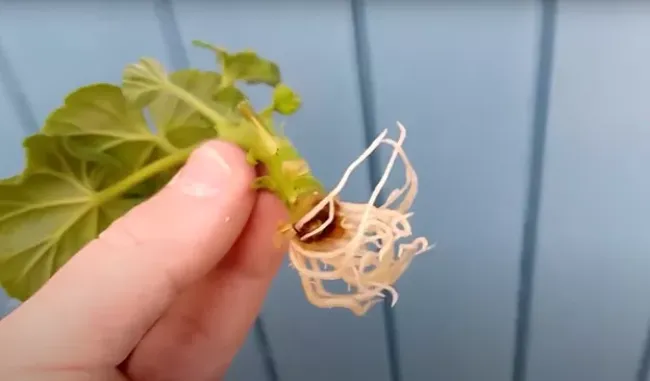 Укоренение черенков в мхе: как быстро получить пышные корни без гниения