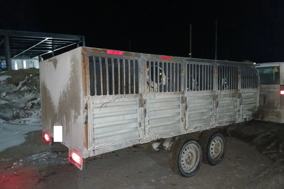 Собак не выпустили из Саратовской области в Узбекистан из-за отсутствия документов