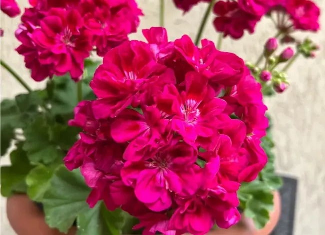 Подкормка герани: как азотные удобрения помогут вашим цветам зацвести