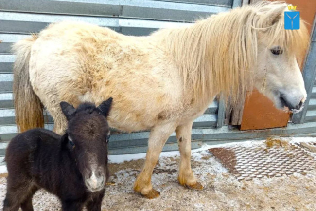 Ветеринары в Саратове спасли зрение новорождённого жеребёнка по кличке Пегасик