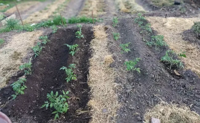 Выращивание томатов в окопе: как получить крепкие растения без лишнего ухода