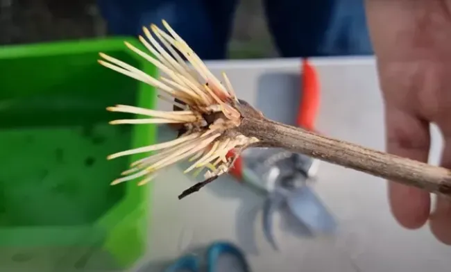 Аспирин для черенков: как быстро получить корни без специальных препаратов