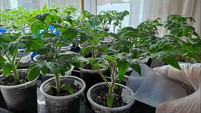 Приготовьте удобрение для рассады из луковой шелухи и картофельных очисток