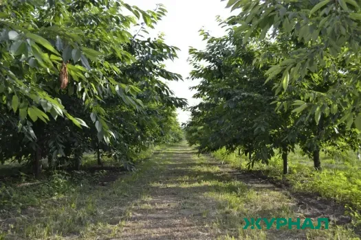 В Саратове начнется ревизия саженцев и благоустройство зеленых зон