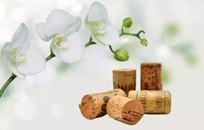 Пробки от вина как увлажнитель для орхидей: простой способ создать комфортный микроклимат