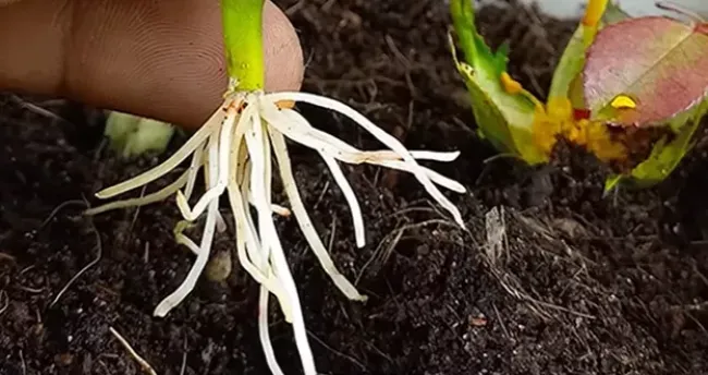 Укоренение черенков за 30 минут: как янтарная кислота помогает растению обзавестись корнями