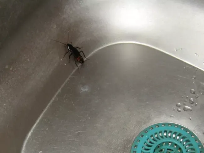 Эфирное масло мяты: 3 простых способа избавиться от тараканов в доме