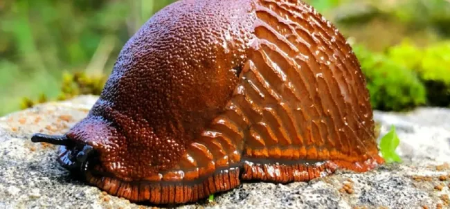 Эффективные ловушки для слизней: простые рецепты с яичной скорлупой и хвоей