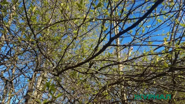 Саратовская область получит 20 миллионов рублей на посадку лесов