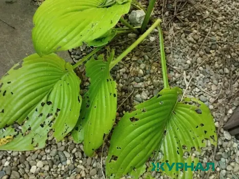 В Саратовской области не ожидают нашествия испанских слизней