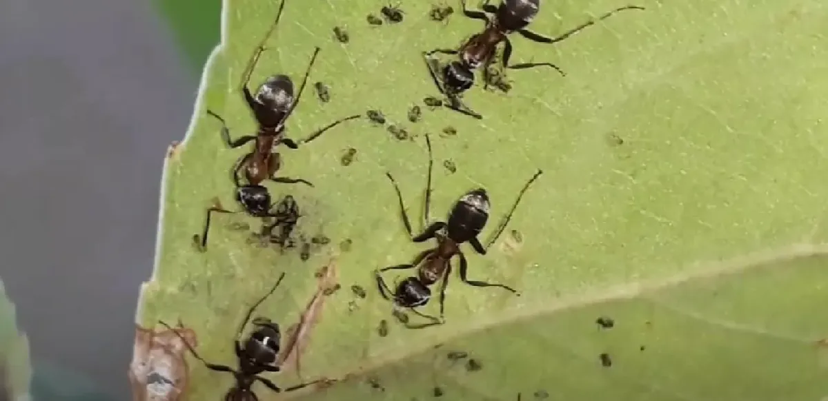 Ромашка, которая защитит ваш огород от муравьев и тли