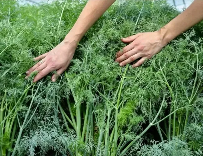 Как вырастить сочный укроп: секреты правильной почвы и ухода для крепких всходов