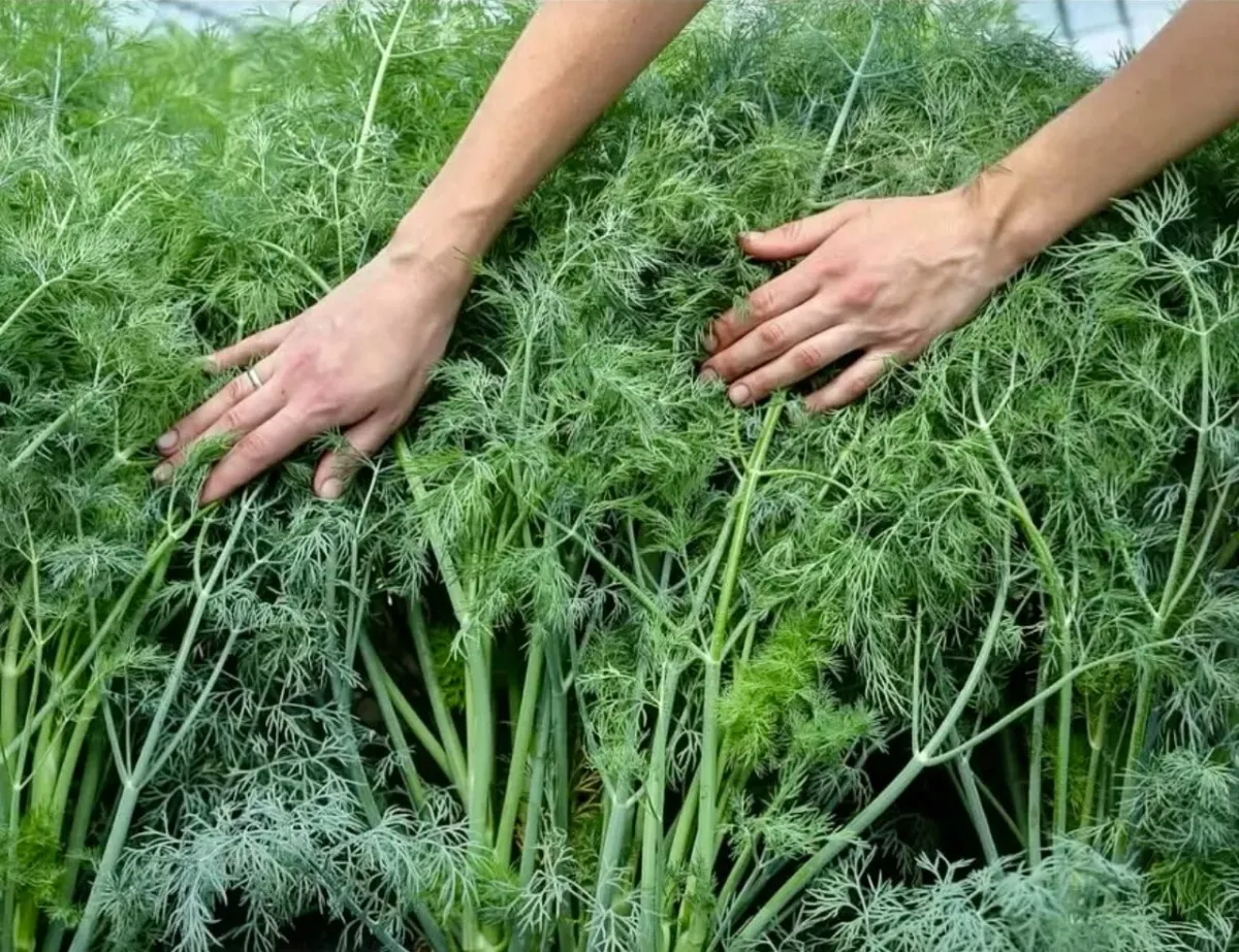 Как вырастить сочный укроп: секреты правильной почвы и ухода для крепких всходов