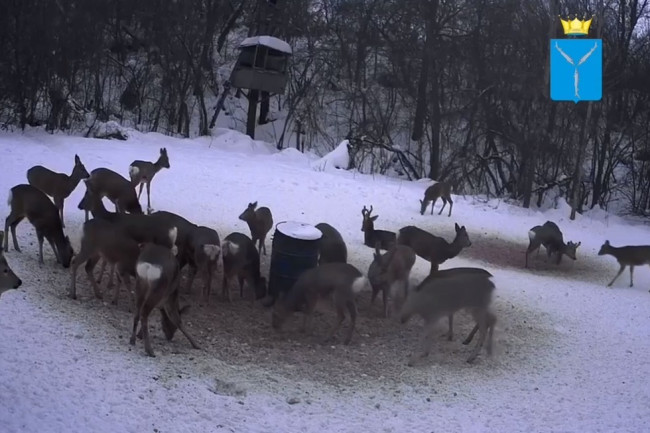 Охотники Татищевского района начали кормить животных грецкими орехами