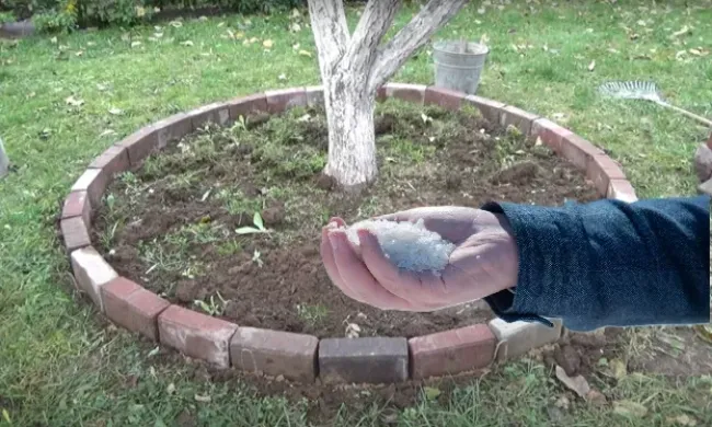 Подкормка яблонь гипсом: простой способ повысить урожай и укрепить иммунитет деревьев