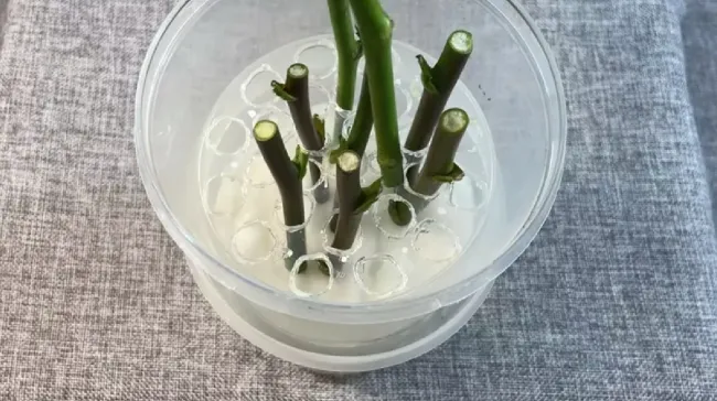 Размножение черенков с помощью аптечного гетероауксина: просто и эффективно