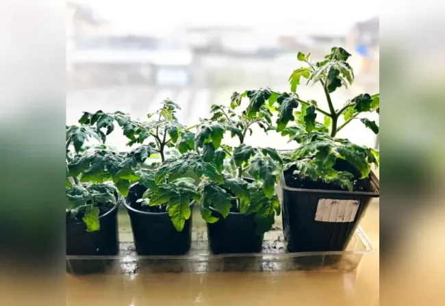 Как пикировать рассаду перца без стресса: секреты быстрого роста и крепких корней