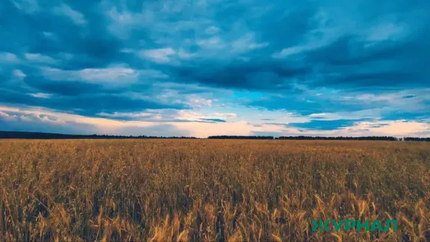 Нашествие саранчи в России: какие регионы в зоне риска и ждать ли вредителей в Саратовской области