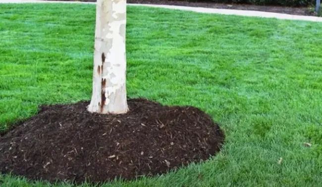 Мята болотная: как защитить яблони от вредителей с помощью одного растения