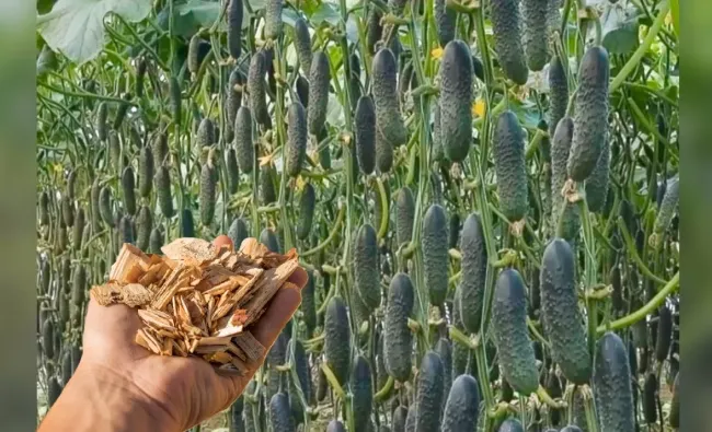 Подкормка для рассады: как сделать опилки с триходермой для мощного урожая