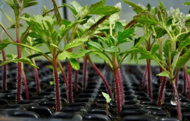 Капельное удобрение для рассады томатов: 4 простых ингредиента для крепких растений