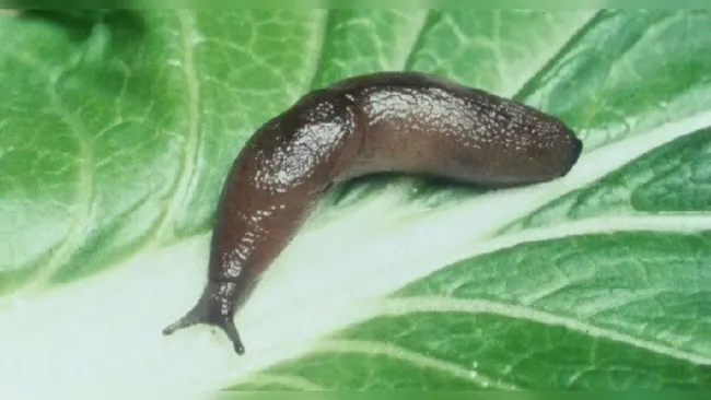 Крапива против слизней: как защитить капусту с помощью простого растения