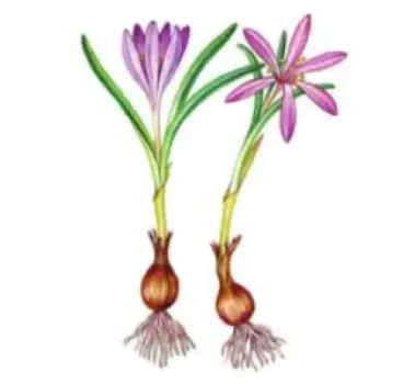 В Саратовской области начнется цветение первоцветов, жителей призывают не рвать растения