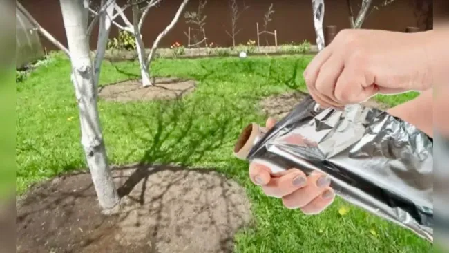 Ловчий пояс из фольги для яблонь: простой способ защитить деревья от муравьев