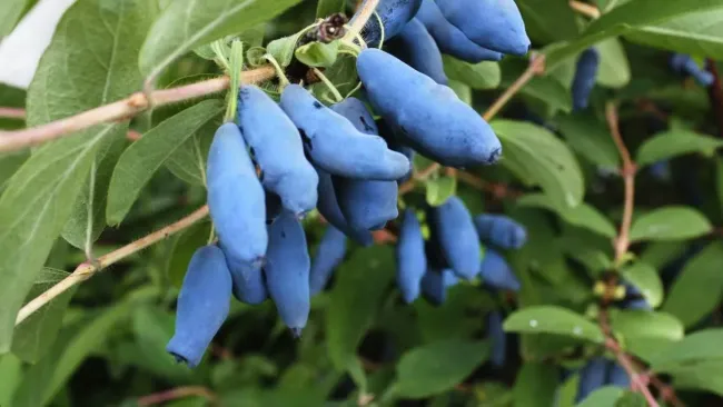 Как правильно подкармливать жимолость весной для крупного и сочного урожая