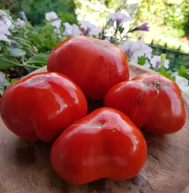 Как вырастить томаты &laquo;Большая Мамочка&raquo; и получить урожай уже в начале лета