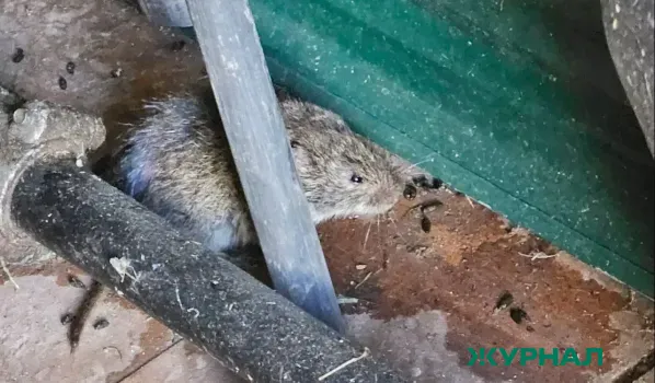 Очаги геморрагической лихорадки с почечным синдромом выявлены в Саратове и области