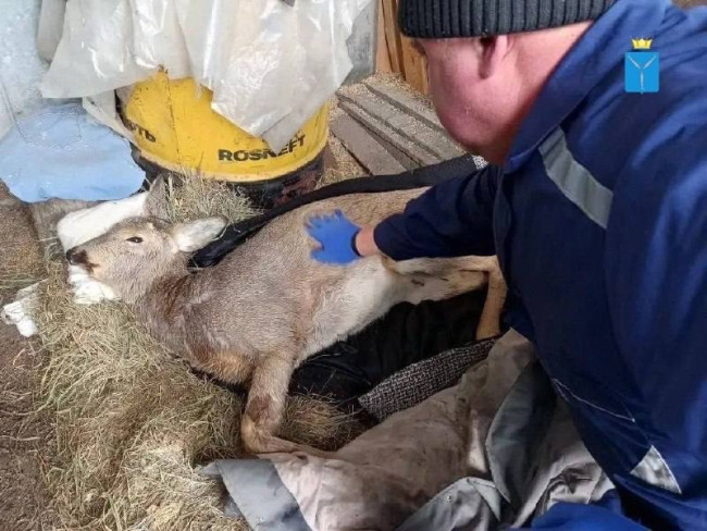 Косулю, спасенную из полыньи в Саратовской области, лечат ветеринары
