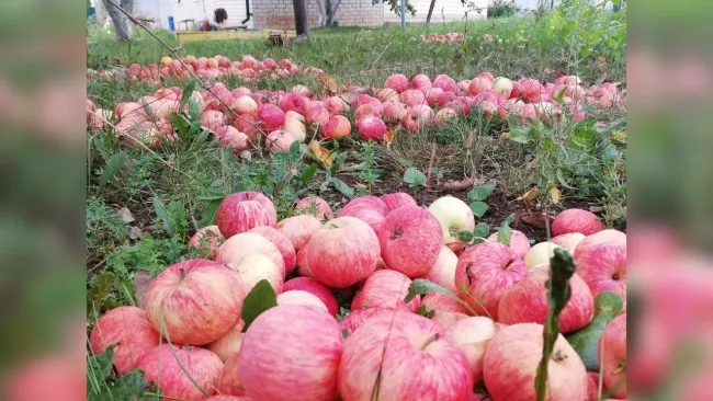 Подкормка плодовых деревьев весной: как получить отличный урожай с помощью сульфата аммония