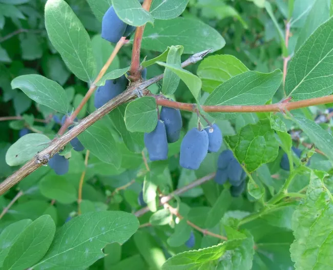 Как подкормить жимолость куриным помётом для крупного урожая ягод