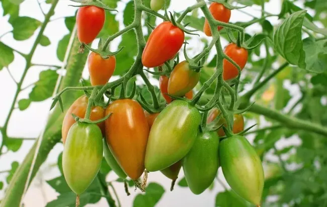 Горчица вместо фитофторы: как защитить томаты при высадке в грунт