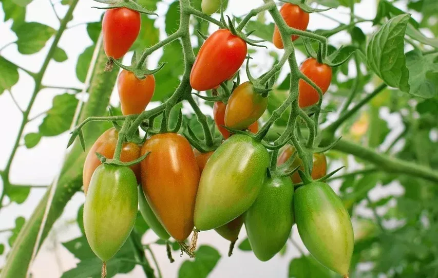 Горчица вместо фитофторы: как защитить томаты при высадке в грунт