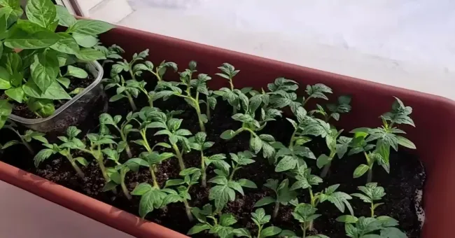 Кефирная подкормка для рассады: как получить крепкие сеянцы без лишних усилий