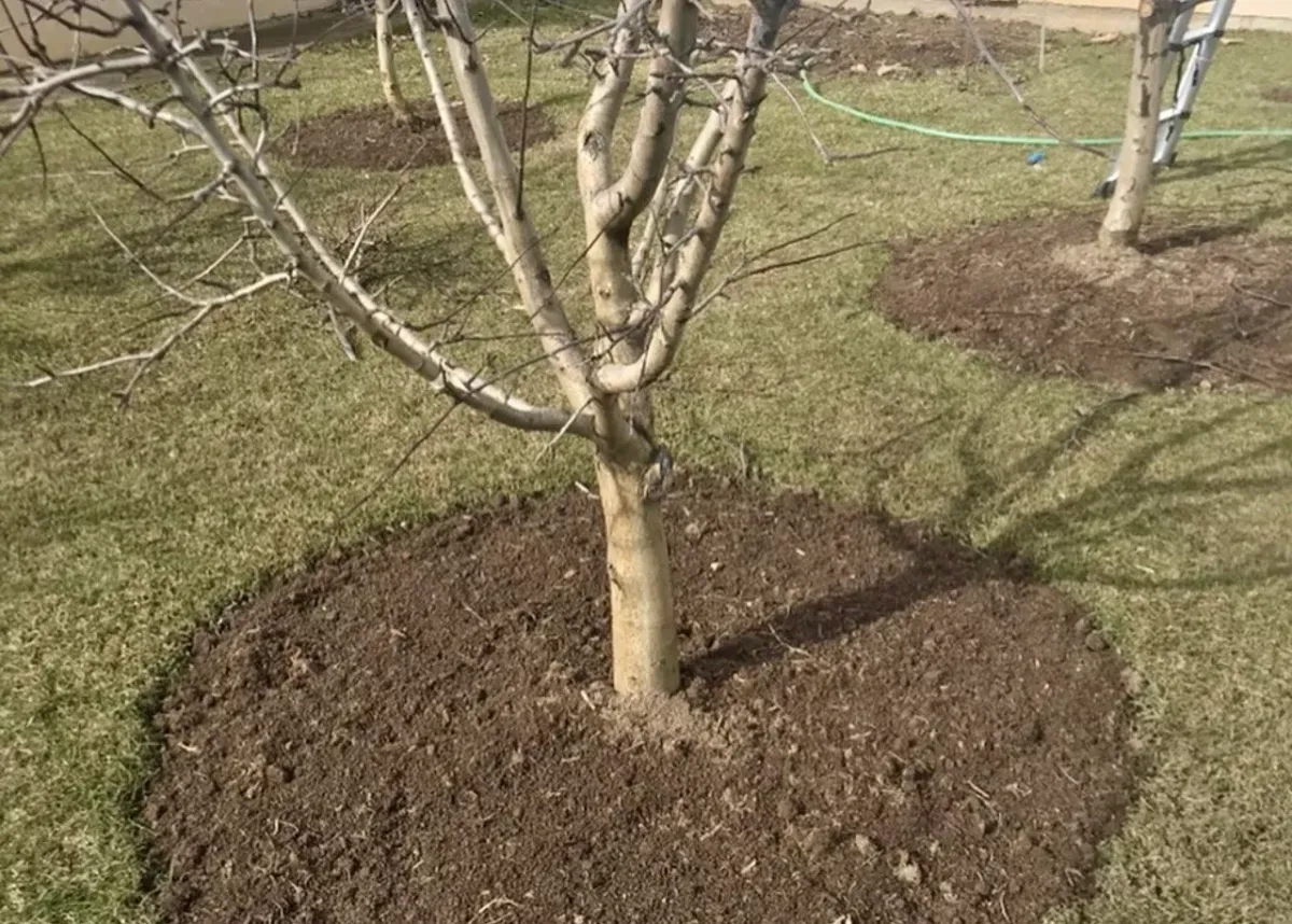 Лаванда в приствольных кругах яблонь: защита от муравьев и тли без лишних забот